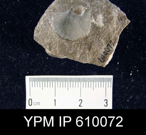 Stropheodonta inaequistriata?