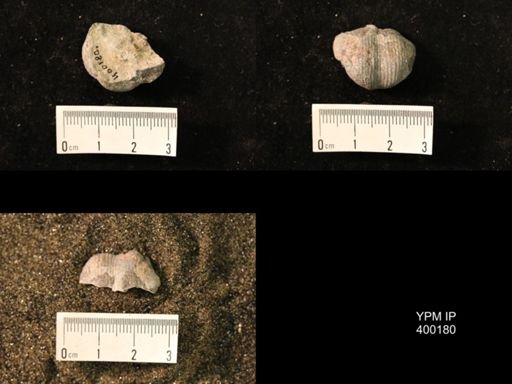 Marginifera lasallensis