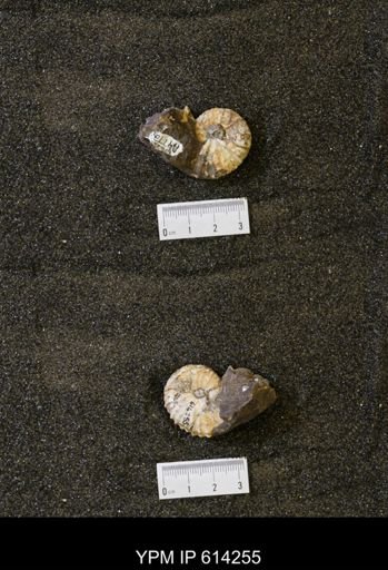 Jeletzkytes sp.