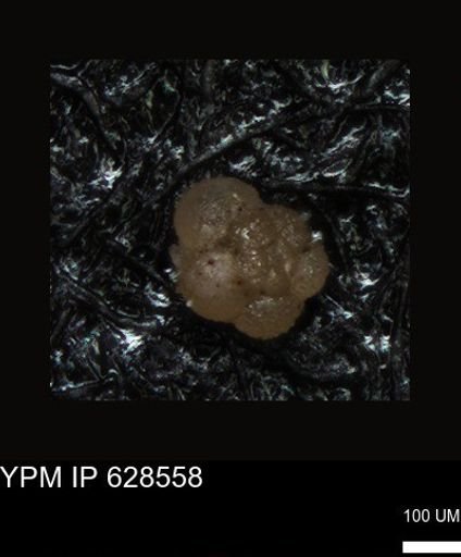 undet. Foraminiferida