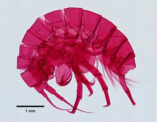Hyalella