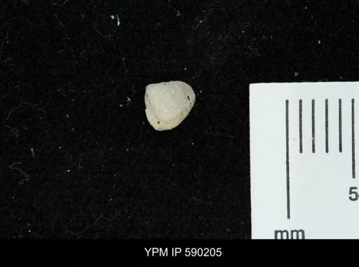 Clisocolus?