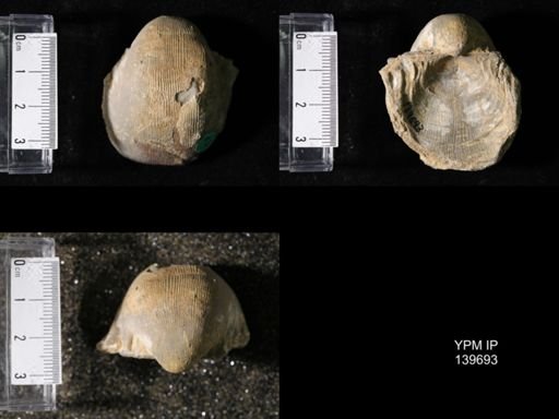 Productus (Linoproductus) lineatus