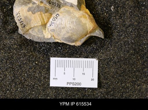 Inoceramus sp.