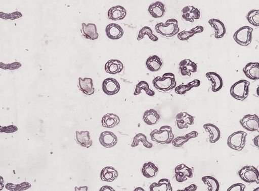 Apis mellifera