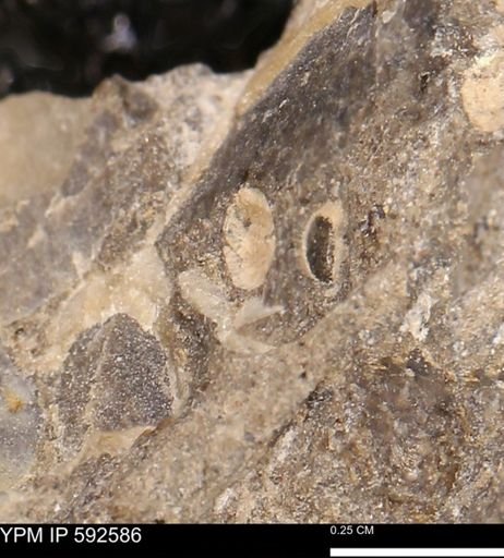 undet. Mollusca