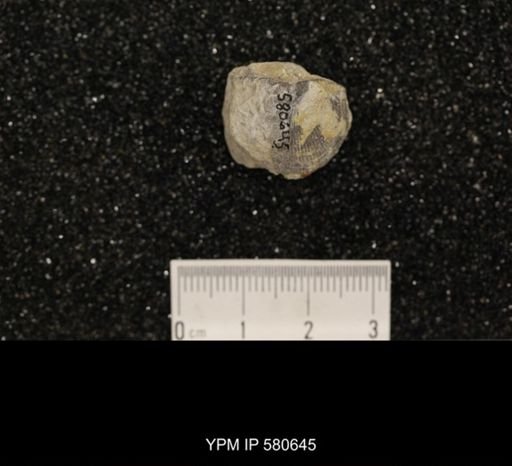 Plectorthis whitfieldi?