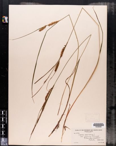 Carex vesicaria