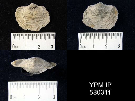 Desquamatia sp.