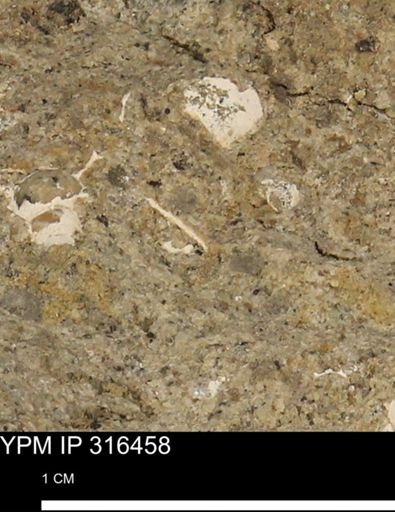 undet. Mollusca