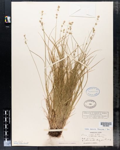 Carex radiata