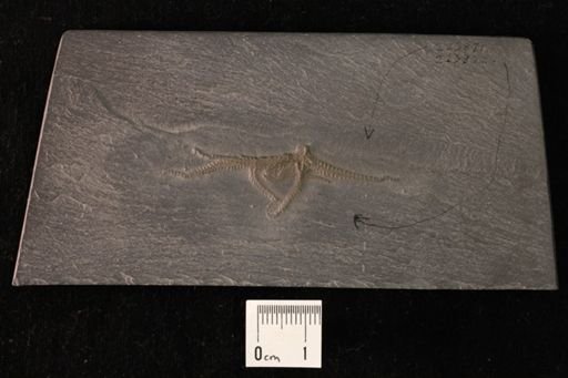 Eospondylus sp.