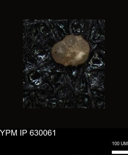 undet. Foraminiferida