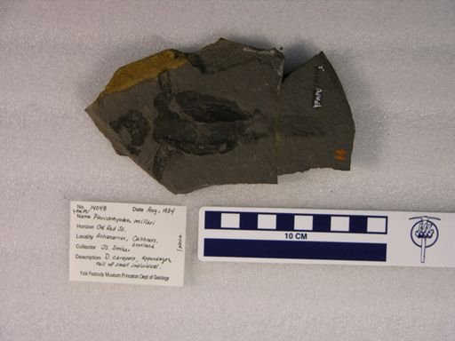 Pterichthyodes milleri
