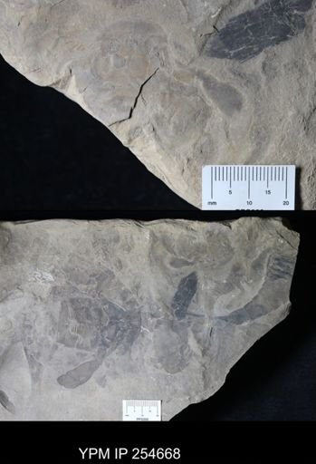 Eurypterus remipes