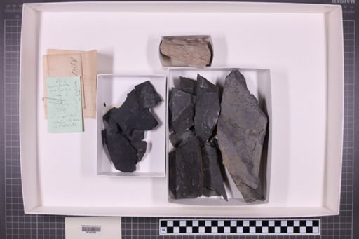 mixed taxa, stratigraphic collection