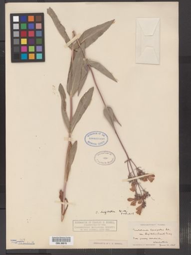 Penstemon digitalis