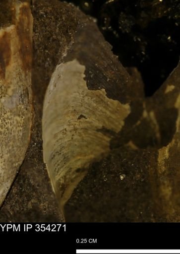Limopsis striatopunctatus