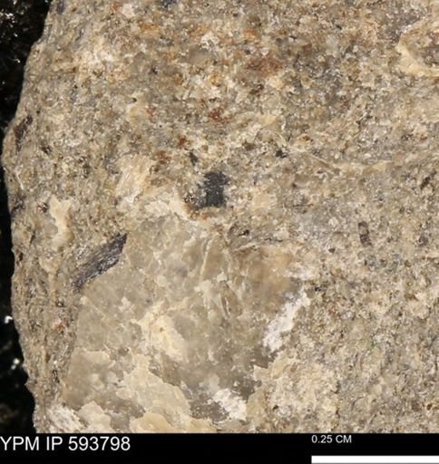 Ostreidae?