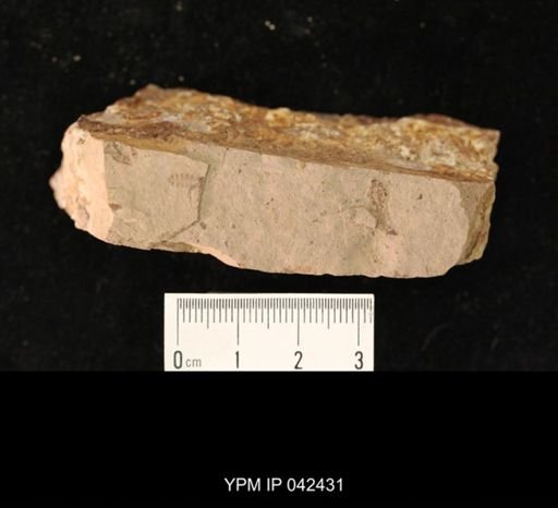 undet. Hexapoda