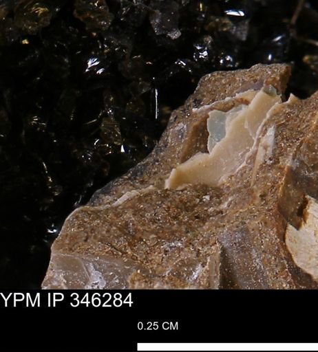 Ammonoidea?