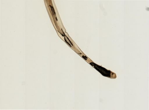 Myopsida
