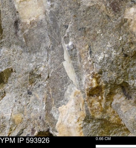 undet. Mollusca