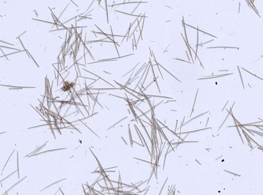 Halichondria