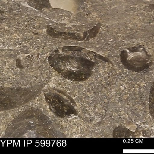 Protocardia subquadrata