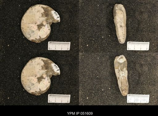 Hoploscaphites nicolletii