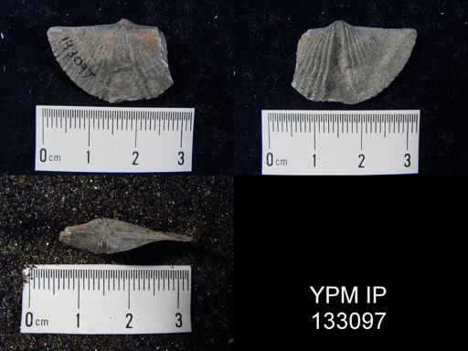 Mucrospirifer sp.