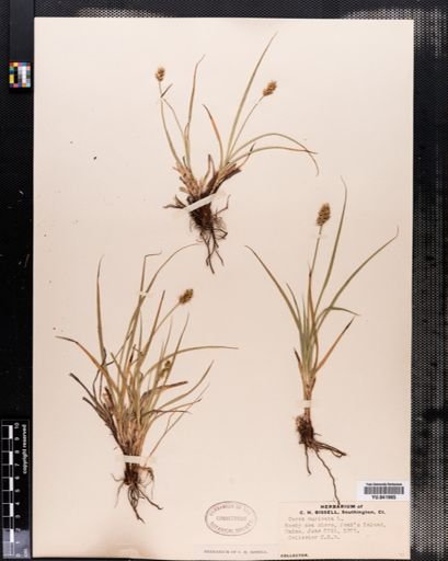 Carex spicata