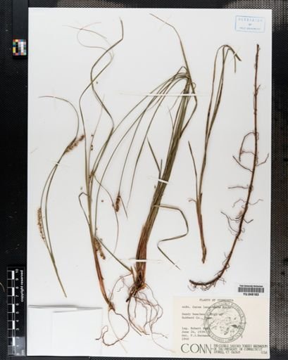 Carex lanuginosa