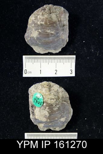 Lingula elegantula