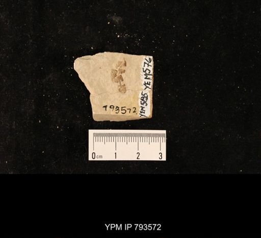 undet. Fulgoridae