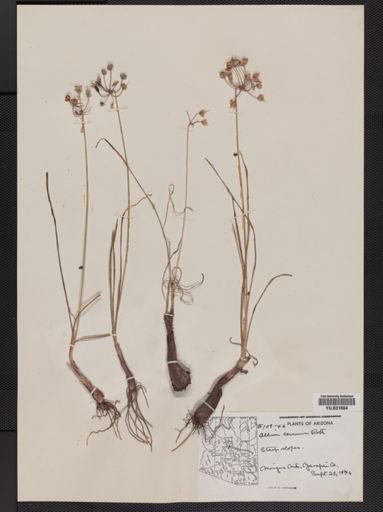 Allium