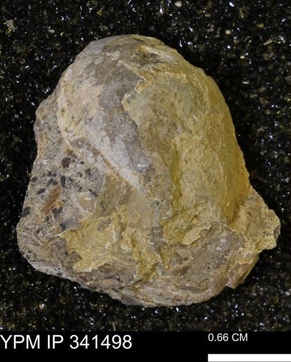 Scaphites sp.