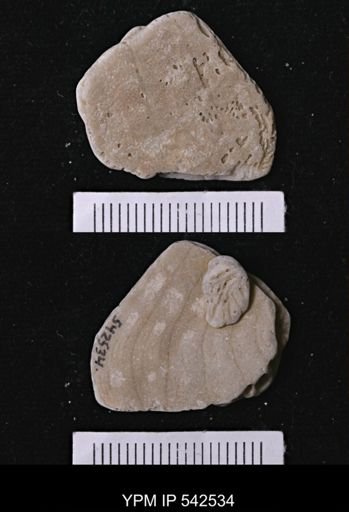 Abertella sp.
