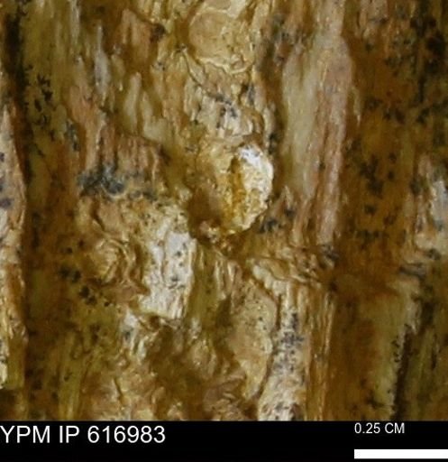 Teredo sp.
