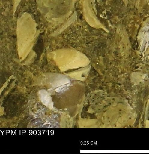 Corbulamella sp.