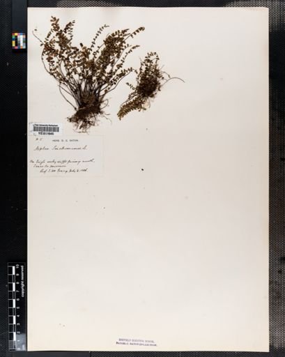 Asplenium trichomanes