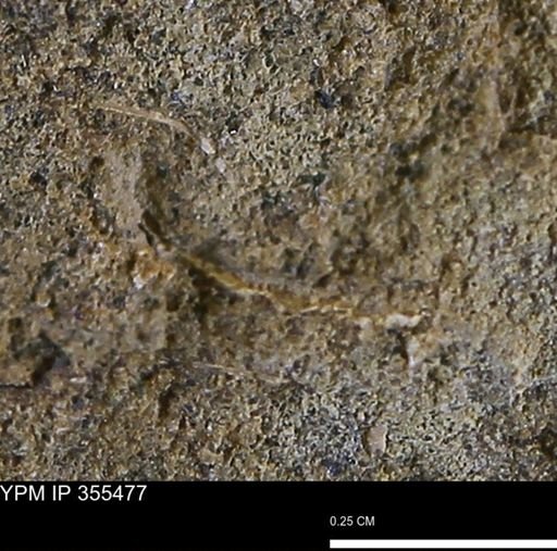 Mollusca