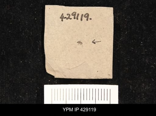 undet. Diptera