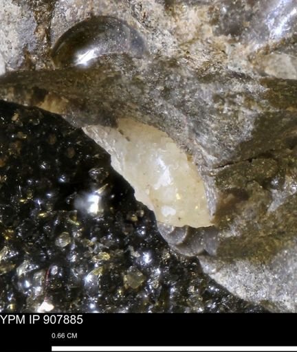 undet. Scaphitidae