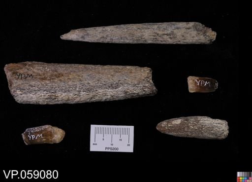 Protosphyraena?