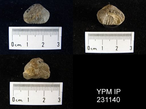 Rhynchopora magnicosta