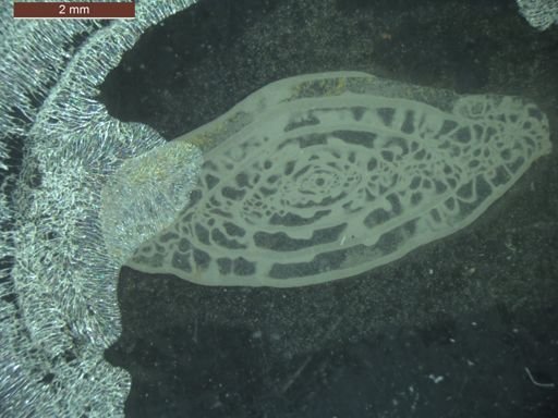 Triticites ventricosus