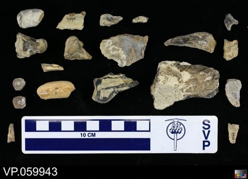 undet. Actinopterygii