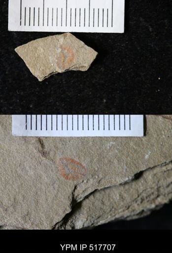 undet. Graptolithina