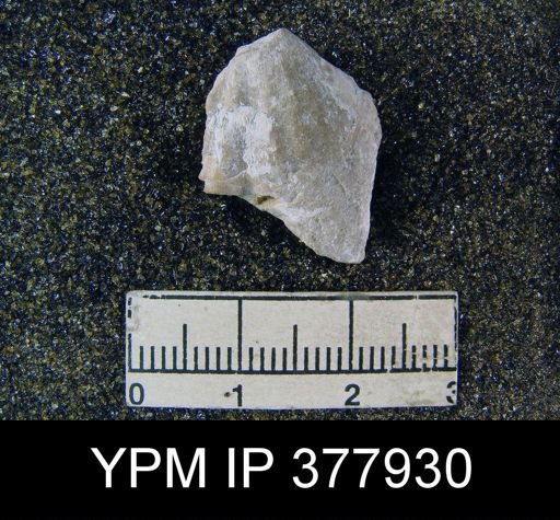 Meekella skenoides